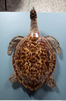 Turtle body photo reference 0010